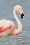 Chilean Flamingo